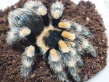 ■アカプルコレッドニータランチュラ　　　（スミシー）