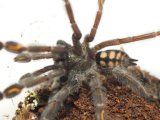■ベネズエラサンタイガータランチュラ