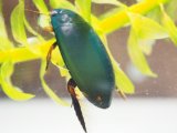 ■クロゲンゴロウ　ペア