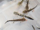 ■ヒダサンショウウオ 幼生　5匹