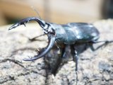 ■天然　アマミノコギリクワガタ 　　　　●♂60mmUP　ペア