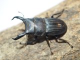 ■天然　スジブトヒラタクワガタ 　　　　●♂45mmUP　ペア