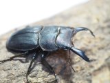 ■天然　スジブトヒラタクワガタ 　　　　●♂40mmUP　ペア