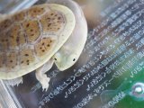 ■ジーベンロックナガグビガメ　　　　　※多甲個体