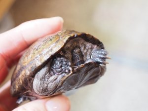 画像4: ■トウブドロガメ　ペア　　　　　　　●繁殖経験あり