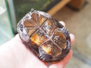 画像6: ■トウブドロガメ　ペア　　　　　　　●繁殖経験あり