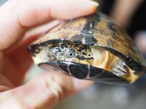 画像5: ■シロガオハコヨコクビガメ　　ペア