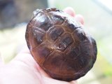 ■クリイロハコヨコクビガメ