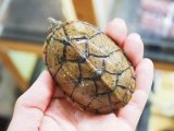 ■オオアタマヒメニオイガメ　　　　●メス　No.1