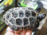 ■ノーザンダイヤモンドバックテラピン　　　　●　オス