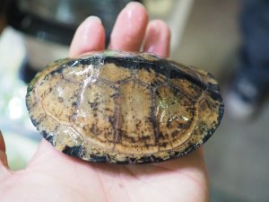 画像6: ■シロガオハコヨコクビガメ　　ペア