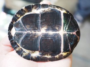 画像8: ■シロガオハコヨコクビガメ　　ペア