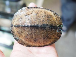 画像3: ■シロガオハコヨコクビガメ　　ペア