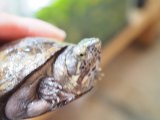 ■トウブドロガメ　ペア　　　　　　　●繁殖経験あり