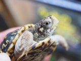 ■キタニシキハコガメ
