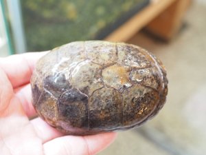 画像5: ■トウブドロガメ　ペア　　　　　　　●繁殖経験あり