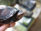 ■ホオアカドロガメ