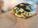 ■マルギナータリクガメ　多甲個体　　　●性別　不明　約51mm　No.4