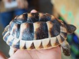 ■マルギナータリクガメ　　No.1　　　●性別　不明　　約132.0mm