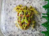 ■ベルツノガエル　約3cm