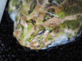 ■クランウェルツノガエル 約10.0cm　●品種　ブリスターノーズ