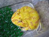 ■クランウェルツノガエル　約7.0cm　　●品種　アプリコット　No.2