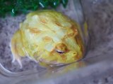 ■クランウェルツノガエル　約6.0cm　　●品種　ライムグリーンアルビノ