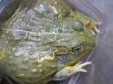 ■アフリカウシガエル 約10cm No.1