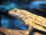 ■ツナギトゲオイグアナ　