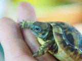 ■ヒガシヘルマンリクガメ baby 　　　●No.9　　約50.0mm