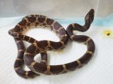 ■サキシママダラ　　石垣島　　　　　● LLサイズ　　　No.1