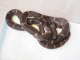 ■サキシママダラ　　石垣島　　　　　● LLサイズ　　　No.6