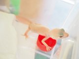 ■ヒョウモントカゲモドキ　No.2　　●品種 　ブレイジングブリザード　♂