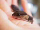 ■ニシアフリカトカゲモドキ　No.2　　●再生尾
