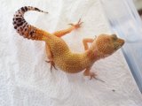 ■ヒョウモントカゲモドキ　No.1　　品種 スーパーハイポタンジェリン ♀