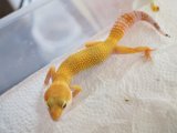 ■ヒョウモントカゲモドキ　No.2　　品種 スーパーハイポタンジェリン ♂