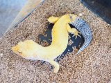 ■ヒョウモントカゲモドキ　No.1　　●ハイポタンジェリンエニグマhetベル　♂　