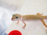 ■ヒョウモントカゲモドキ　No.1　　●品種 　リューシ　♂