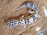 ■ヒョウモントカゲモドキ　No.4　　●品種 　ハイイエロー　♂
