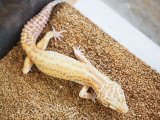 ■ヒョウモントカゲモドキ　No.1　　品種  ベルアルビノレッドジャングル♂