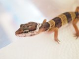■ヒョウモントカゲモドキ　No.2　　●品種 　ハイイエロー
