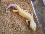 ■ヒョウモントカゲモドキ　No.1　　●ベルアルビノストライプ×スーパーハイポタンジェリン ♀