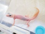 ■ヒョウモントカゲモドキ　No.1　　●品種 　アルビノプラチナ ♂