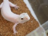 ■ヒョウモントカゲモドキ　No.1　　●ディアブロブランコ　♀