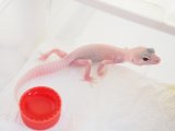 ■ヒョウモントカゲモドキ　No.1　　●品種 　ブレイジングブリザード　♀