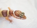 ■ヒョウモントカゲモドキ　No.1　　●品種 　アルビノ 　メス