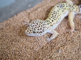 ■ヒョウモントカゲモドキ　No.3　　●品種 　ハイイエロー　♂
