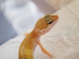 ■ヒョウモントカゲモドキ　No.1　　●品種 　ハイポタンジェリン ♂