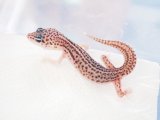 ■ヒョウモントカゲモドキ　●品種 　スーパーマックスノー