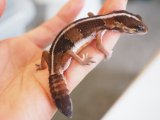■ニシアフリカトカゲモドキ　No.1　　●再生尾